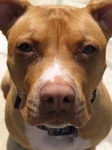 Sean Perkin - Pitbull Sean Perkin - Pitbull